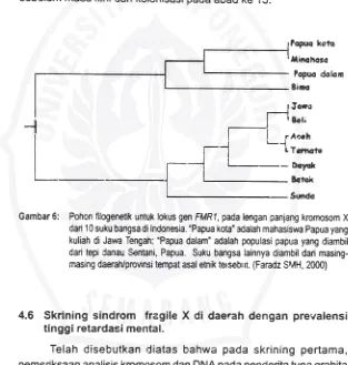 Gambar 6: Pohon filogenetik untuk lokus gen FMR1, pada lengan panjang kromosom X