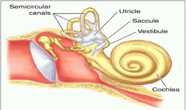 Gambar 2.1 Anatomi telinga dalam ( Dhingra PL ,2007) 