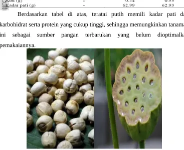 Gambar 3. Biji Teratai Putih