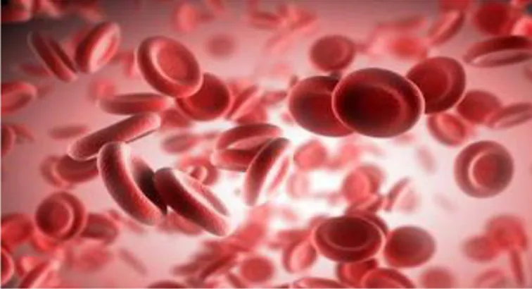 Gambar 1.  Sel Darah Merah (Eritrosit) 