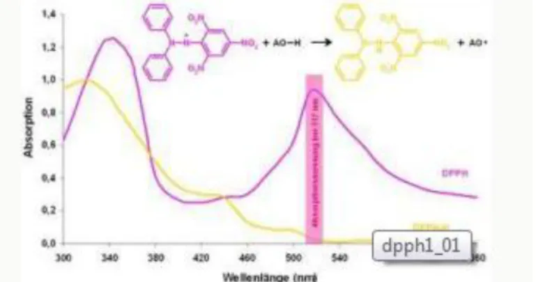 Gambar 1. Perubahan warna larutan pada reaksi radikal DPPH dengan  antioksidan (Witt, Lalk, Hager, dan Voigt, 2010) 