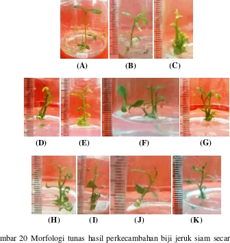 Gambar 20 Morfologi tunas hasil perkecambahan biji jeruk siam secara in vitro 