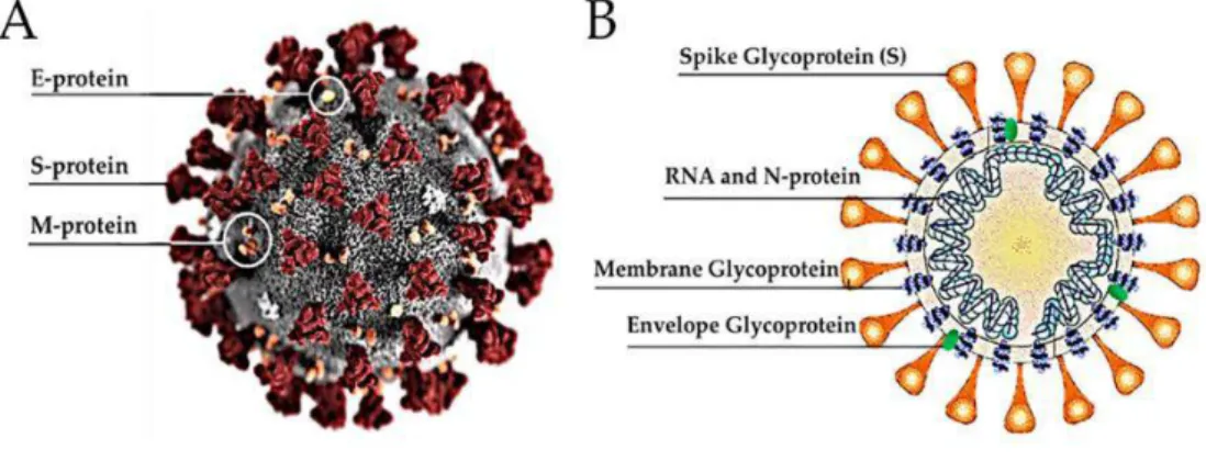 Gambar 2.1 Struktur coronavirus. (Yuki, Fujiogi and Koutsogiannaki, 2020) 
