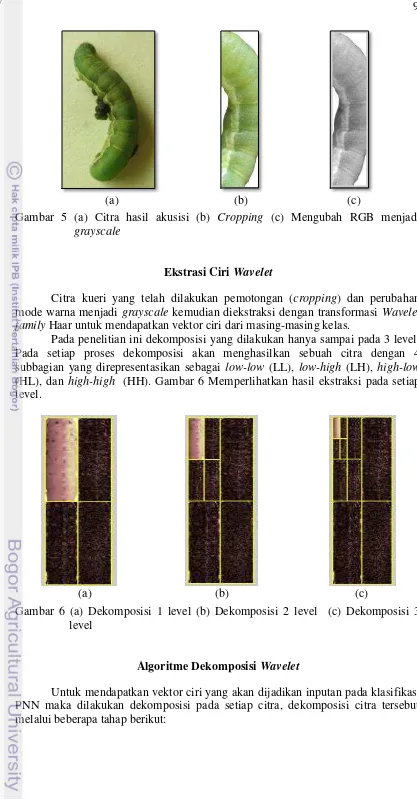 Gambar 5 (a) Citra hasil akusisi (b) Cropping (c) Mengubah RGB menjadi 
