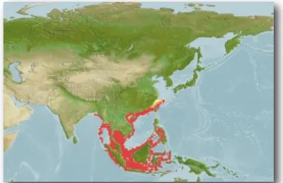 Gambar 1. Distribusi  sotong (Sepioteuthis lessoniana) di dunia