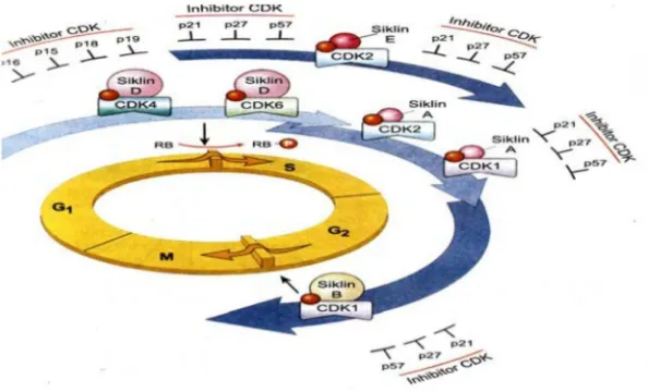Gambar 2. Kontrol terhadap perkembangan sel. Cyclin – CDK 