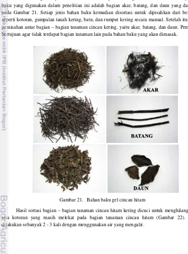 Gambar 21. Bahan baku gel cincau hitam 