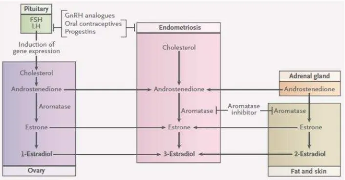 Gambar 2. Patologi nyeri endometriosis (Serdar E Bulun, 2009)