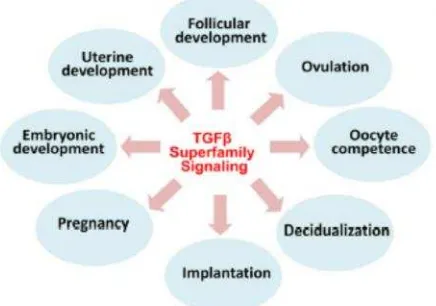 Gambar 6. Fungsi utama TGf superfamili dalam sistem reproduksi wanita (Qinglei Li,2014)