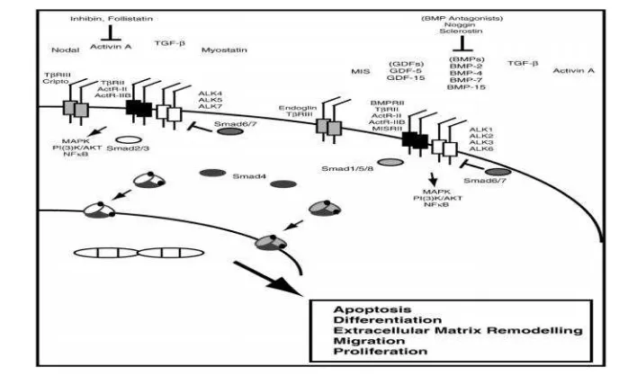 Gambar 7. Jalur signaling TGF β. J. Gordon, G.C. Blobe / Biochimica et