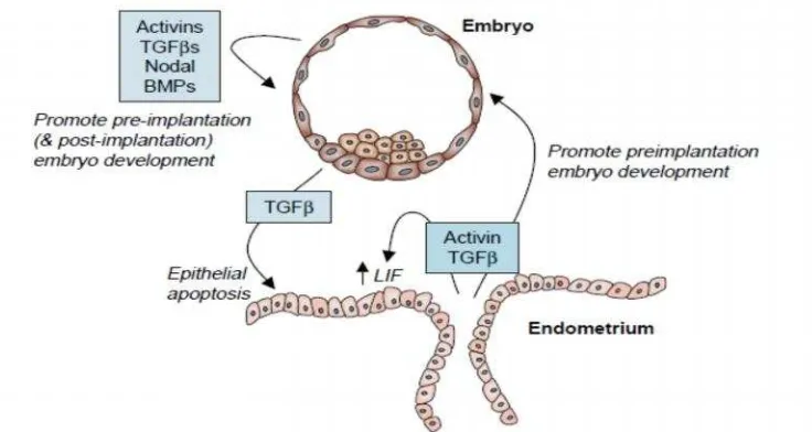 Gambar 9. Regulasi dari  fungsi endometrium (Jones 2006)