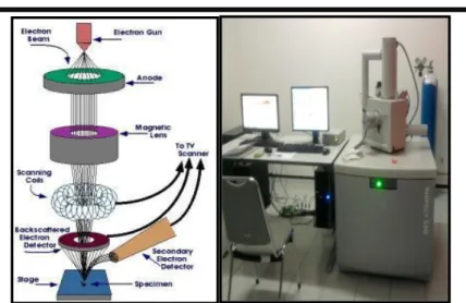 Gambar 3.3 (a) Skema kerja SEM (b) Scanning Electron  Microscopy (SEM) Inspect S50 