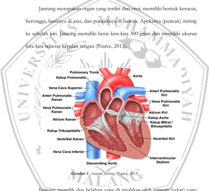 Gambar 1.  Anatomi Jantung (Pearce, 2013) 