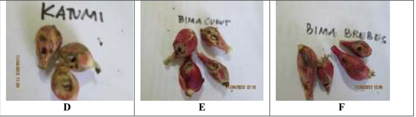 Gambar  1.  Umbi  bawang    yang  tidak  berkembang  (A  varietas  Katumi),    B.  (varietas  lokal                  C(varietas Bima Brebes) 