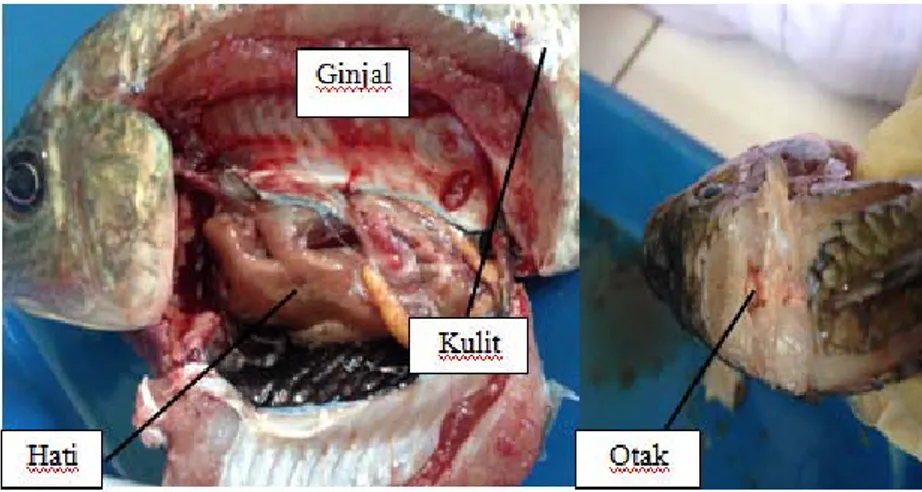 Gambar 3. Bagian tubuh ikan nila yang diisolasi 