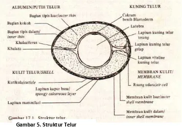 Gambar 5. Struktur Telur