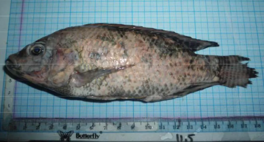Gambar 2. Morfologi Ikan Nila (O. niloticus) 