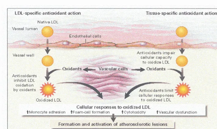 Gambar 3 .  Mekanisme antioksidan (Diaz et a/. 1997) 