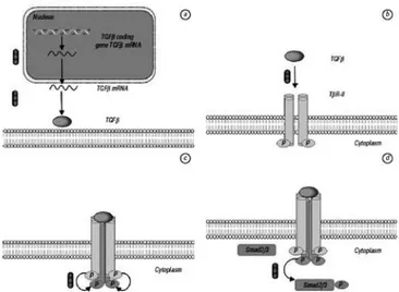 Tabel 1: TGF-β inhibitor yang digunakan dalam studi klinik dan pre klinik.  A. inhibitor sekresi TGF-β secara langsung maupun tidak langsung