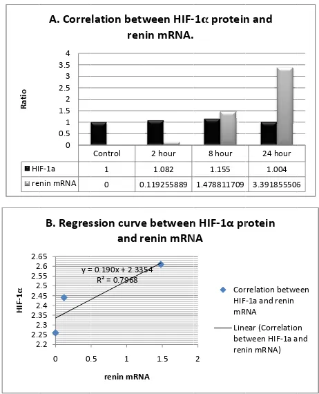 Figure 2.Relative expression of HIF-1α mRNA) in rat kidneys induced by CoCl2 injection