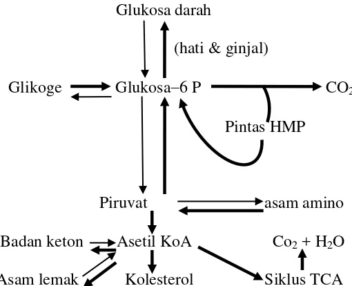 Gambar 1. Metabolisme karbohidrat pada penderita diabetes16 
