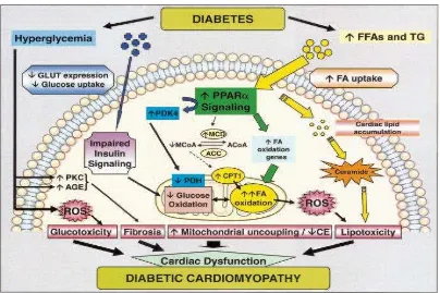 Gambar 2. Patogenesis kardiomiopati diabetika42