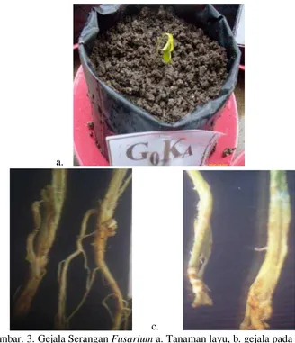 Gambar. 3. Gejala Serangan Fusarium                         c. pada batang yang dibelah