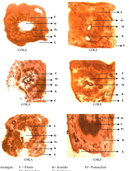 Gambar 8. Irisan melintang dari jaringan batang markisa dengan berbagai   kombinasi pemberian G.virens dan kompos 54 hsa (perbesaran 4 x 10 µm) 