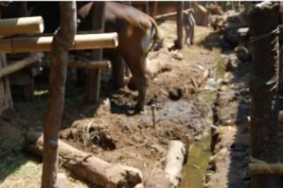 Gambar  1.    Limbah  ternak  sapi  feses  dan  urin  dapat  dimanfaatkan  untuk  menghasilkan  kompos,  biogas dan biourine (pupuk organik cair) 
