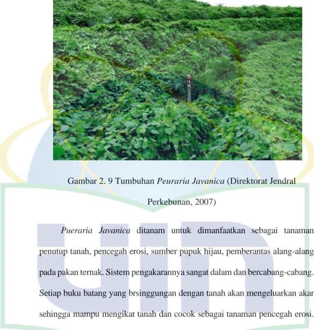 Gambar 2. 9 Tumbuhan Peuraria Javanica (Direktorat Jendral  Perkebunan, 2007) 