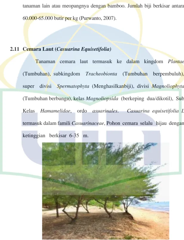 Gambar 2. 10 Cemara Laut (Syamsuwida, 2005) 