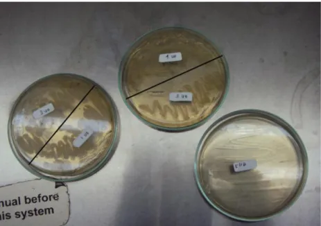 Gambar 2. Koloni Bakteri yang tumbuh pada media TSA selama 24 jam.  Identifikasi Bakteri 