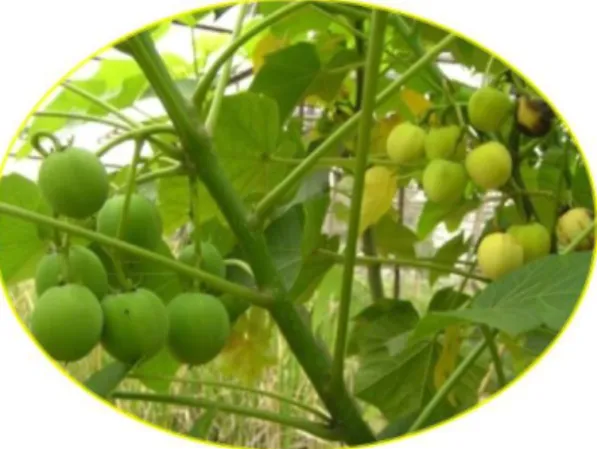 Gambar 2.5 Buah jarak  