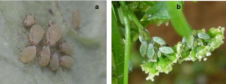 Gambar 1.  Lipaphis erysimi Kalt. pada tanaman kubis (Brassica oleracea) (a),   L. erysimi 