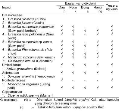 Tabel 3.  Letak koloni Lipaphis erysimi Kalt. pada masing-masing tumbuhan inang di daerah dataran rendah dan dataran tinggi Sumatera Selatan 