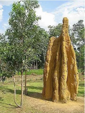 Gambar. 2.11. Sarang Semut terbesar di Merauke yang tersusun dari pasir/tanah. Sumber: http://www.travelpod.com/users/surledep/16.1224762480.1_merauke.jpg 