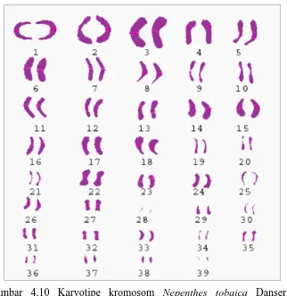 Gambar 4.10 Karyotipe kromosom Nepenthes tobaica Danser diurutkan berdasarkan  panjang kromosom  