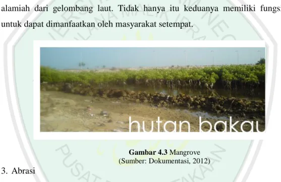 Gambar 4.3 Mangrove   (Sumber: Dokumentasi, 2012)  3.  Abrasi 