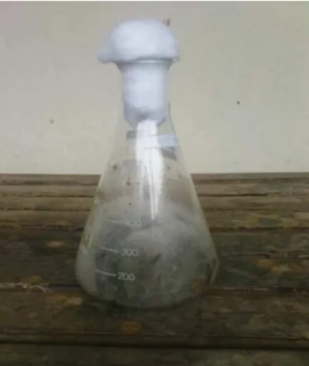 Gambar 7. Inokulum berusia 10 hari 