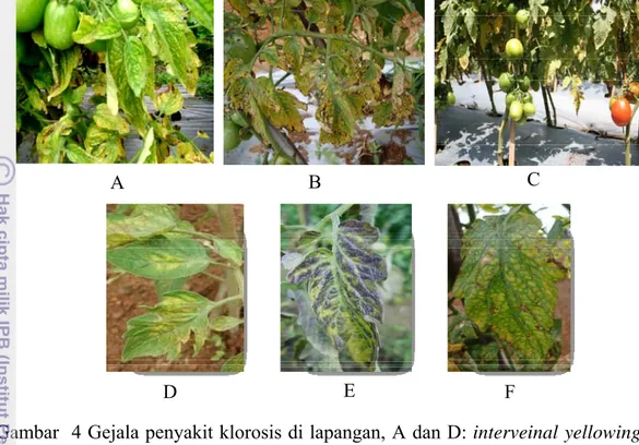 Gambar  4 Gejala penyakit klorosis di lapangan, A dan D: interveinal yellowing,  B dan F: nekrotik, C: produksi buah menurun, dan E: bronzing