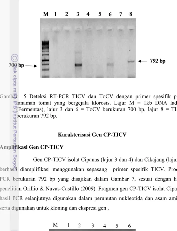 Gambar  5 Deteksi RT-PCR TICV dan ToCV dengan primer spesifik pada  tanaman tomat yang bergejala klorosis
