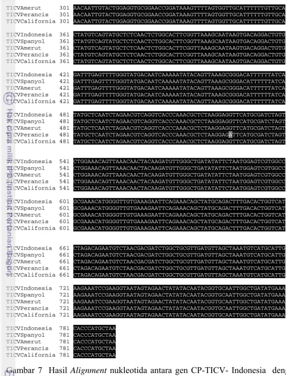 Gambar 7  Hasil Alignment nukleotida antara gen CP-TICV- Indonesia  dengan   TICV yang terdapat pada Genbank