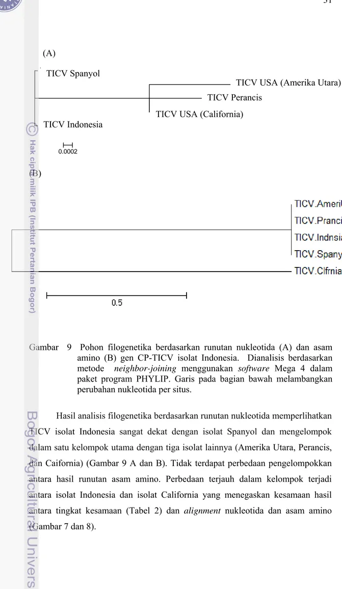 Gambar  9  Pohon filogenetika berdasarkan runutan nukleotida (A) dan asam  amino (B) gen CP-TICV isolat Indonesia
