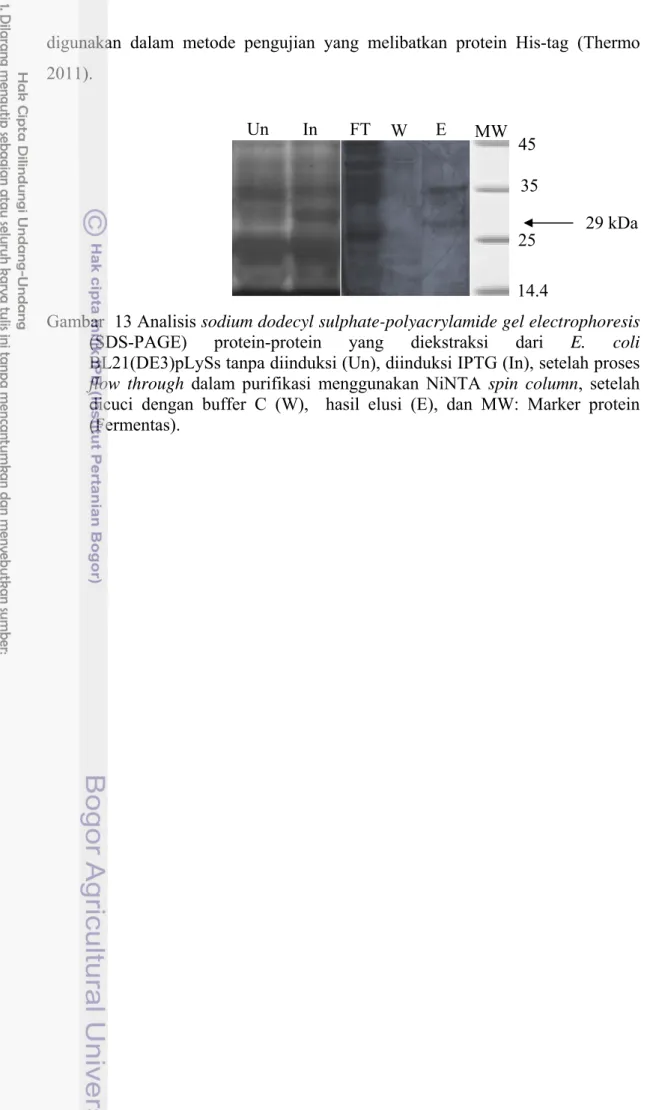 Gambar  13 Analisis sodium dodecyl sulphate-polyacrylamide gel electrophoresis  (SDS-PAGE) protein-protein yang diekstraksi dari E