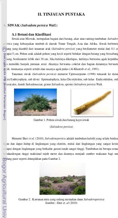 Gambar 1. Pohon siwak dan batang kayu siwak 