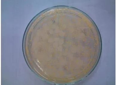 Gambar 16. Hasil pencawanan total Staphylococcus aureus jam ke-6 