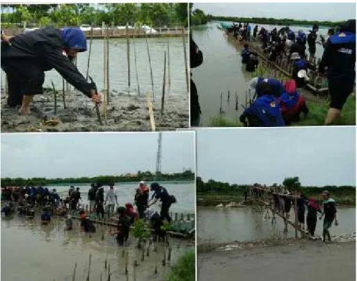 Gambar 2. Proses penanaman bibit mangrove.