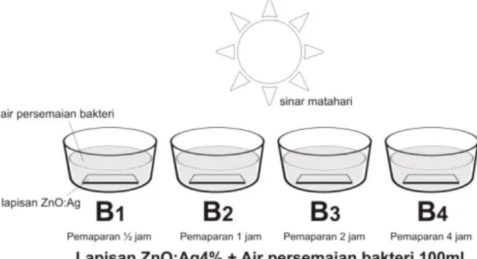 Gambar 2 Skema pengujian fotodegradasi Pengujian  kemampuan  fotodegradasi  dilakukan pada air persemaian bakteri E.coli