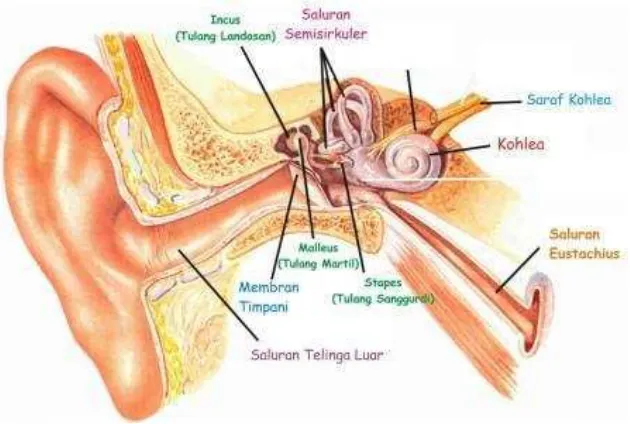 Gambar 3.24: bagian-bagian pada telinga (sumber: www.zakapedia.com). 