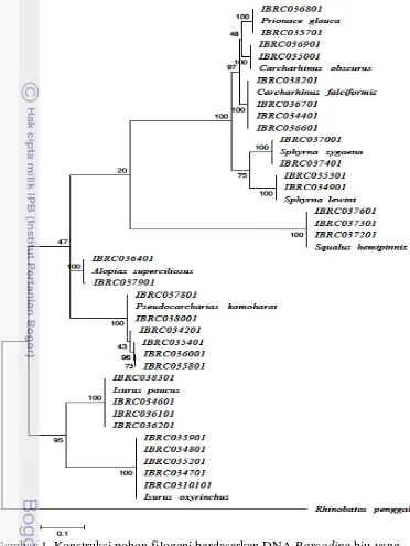 Gambar 1. Konstruksi pohon filogeni berdasarkan DNA Barcoding hiu yang  